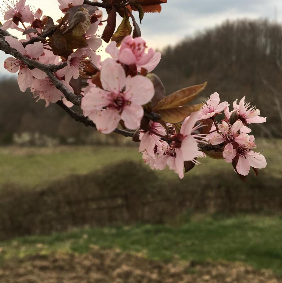 Casina Della Burraia Villa Subbiano Bagian luar foto